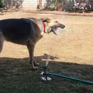 Dog Days of Summer are HERE